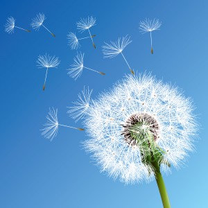 Abstract Dandelions5 [Converted]